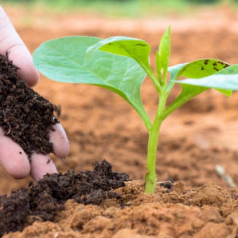 Organic Fertilizer(5kg)