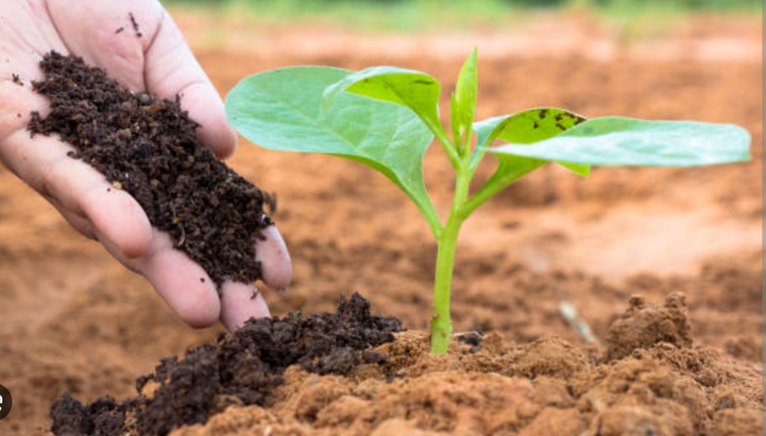 Organic Fertilizer(5kg)